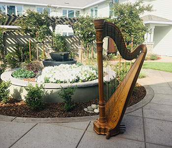 Photo of harp